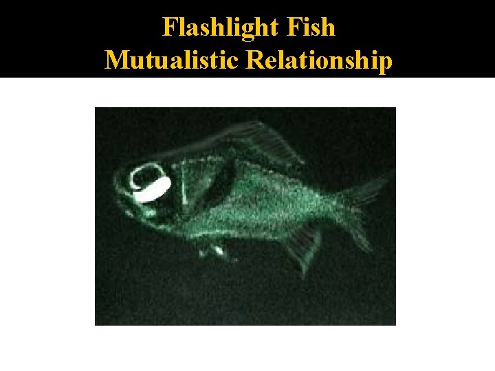 Flashlight Fish Mutualistic Relationship 