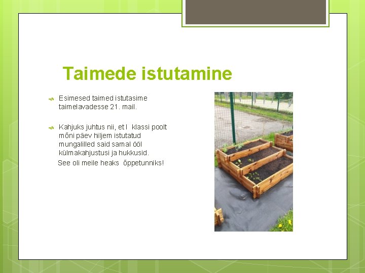 Taimede istutamine Esimesed taimed istutasime taimelavadesse 21. mail. Kahjuks juhtus nii, et I klassi