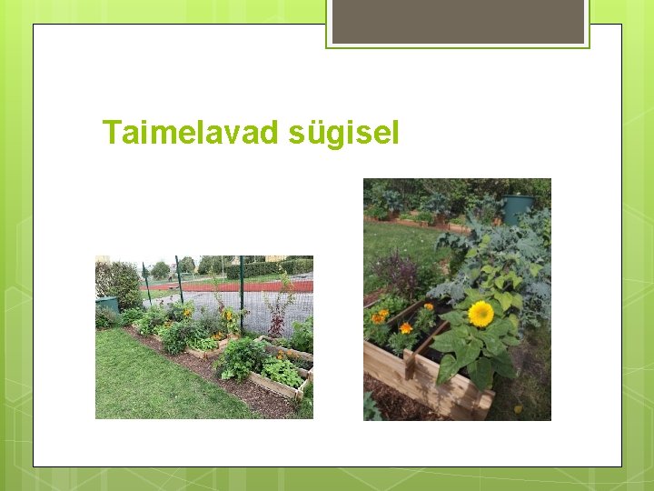 Taimelavad sügisel 