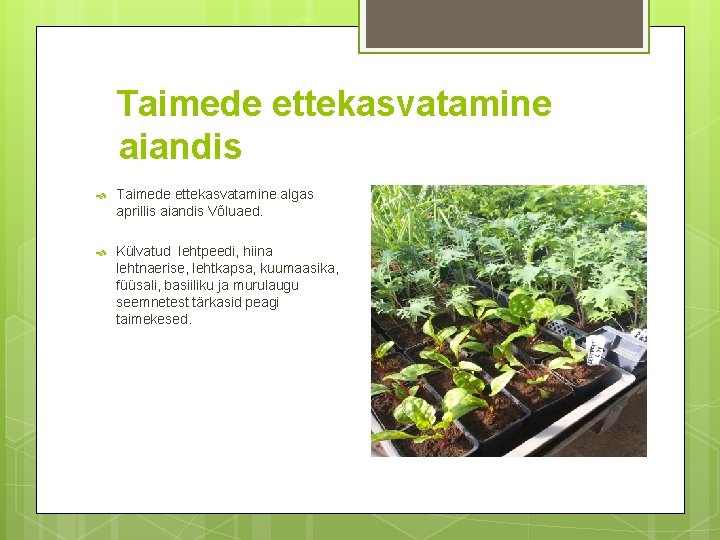 Taimede ettekasvatamine aiandis Taimede ettekasvatamine algas aprillis aiandis Võluaed. Külvatud lehtpeedi, hiina lehtnaerise, lehtkapsa,