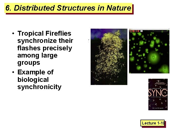 6. Distributed Structures in Nature • Tropical Fireflies synchronize their flashes precisely among large