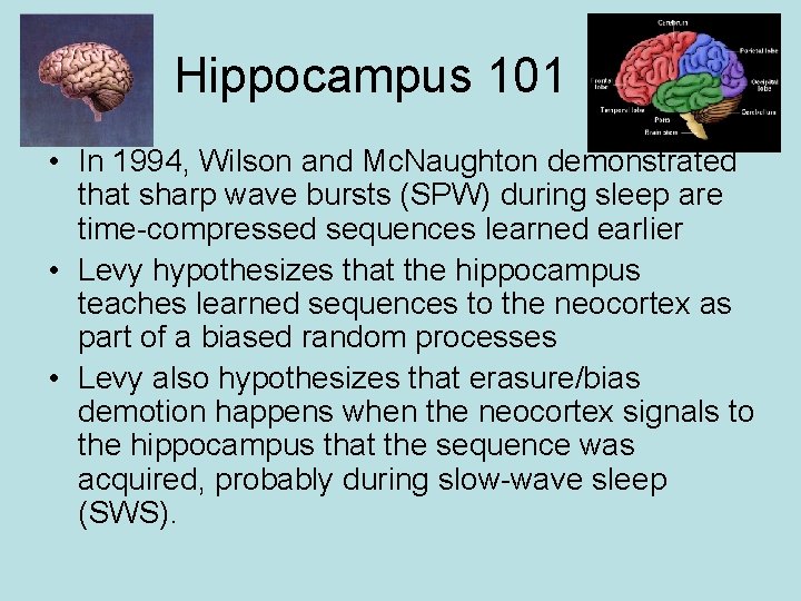 Hippocampus 101 • In 1994, Wilson and Mc. Naughton demonstrated that sharp wave bursts