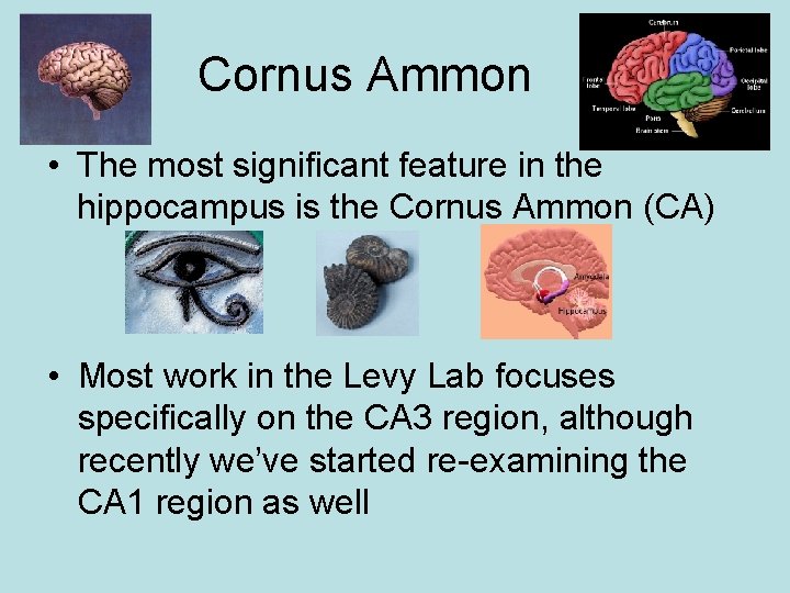 Cornus Ammon • The most significant feature in the hippocampus is the Cornus Ammon