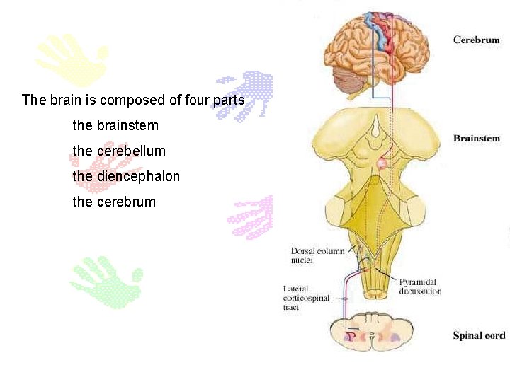 The brain is composed of four parts the brainstem the cerebellum the diencephalon the