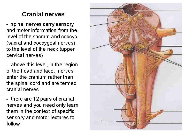 Cranial nerves - spinal nerves carry sensory and motor information from the level of