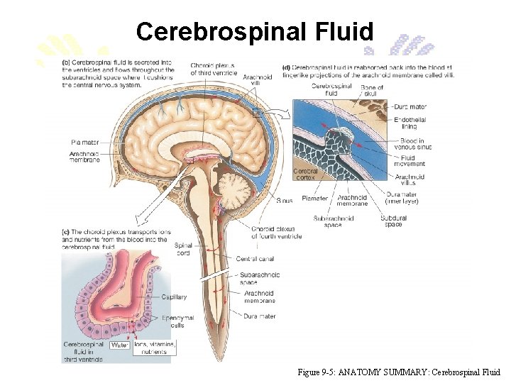 Cerebrospinal Fluid Figure 9 -5: ANATOMY SUMMARY: Cerebrospinal Fluid 