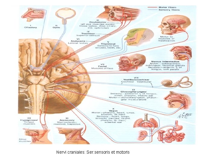 Nervi craniales: Ser. sensoris et motoris 