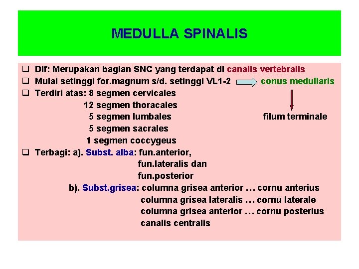 MEDULLA SPINALIS q Dif: Merupakan bagian SNC yang terdapat di canalis vertebralis q Mulai