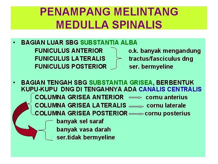 PENAMPANG MELINTANG MEDULLA SPINALIS • BAGIAN LUAR SBG SUBSTANTIA ALBA FUNICULUS ANTERIOR o. k.