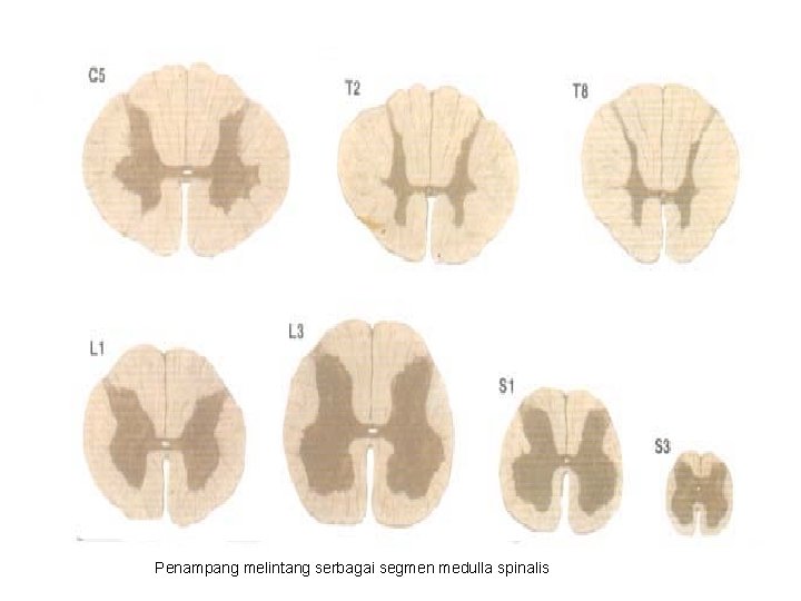 Penampang melintang serbagai segmen medulla spinalis 