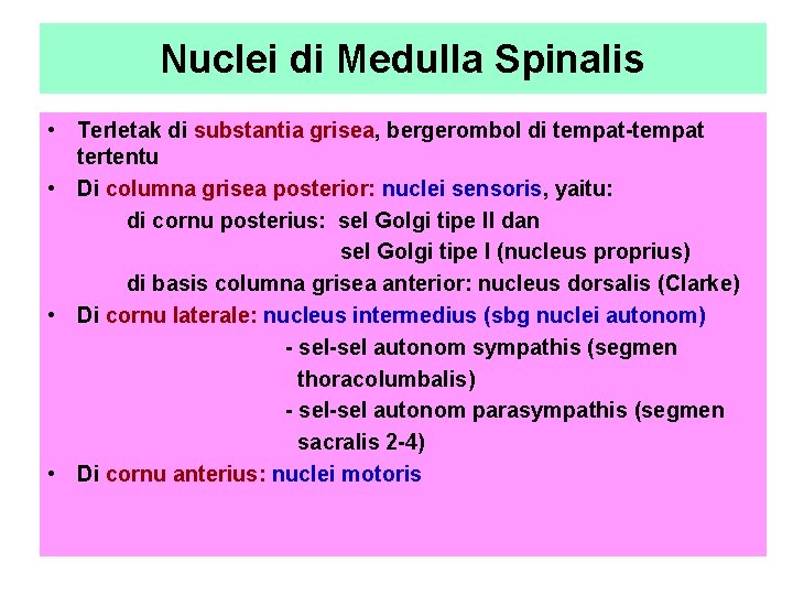 Nuclei di Medulla Spinalis • Terletak di substantia grisea, bergerombol di tempat-tempat tertentu •