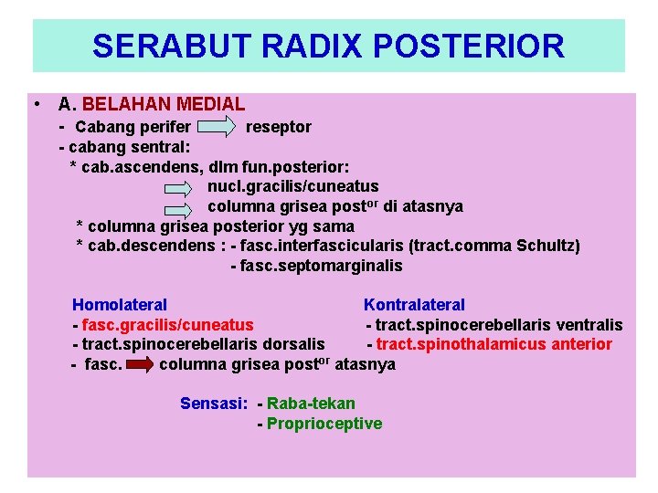 SERABUT RADIX POSTERIOR • A. BELAHAN MEDIAL - Cabang perifer reseptor - cabang sentral: