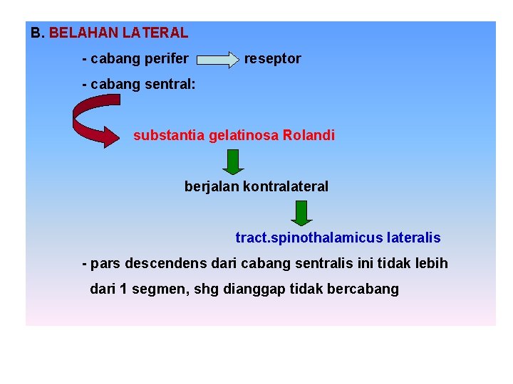 B. BELAHAN LATERAL - cabang perifer reseptor - cabang sentral: substantia gelatinosa Rolandi berjalan