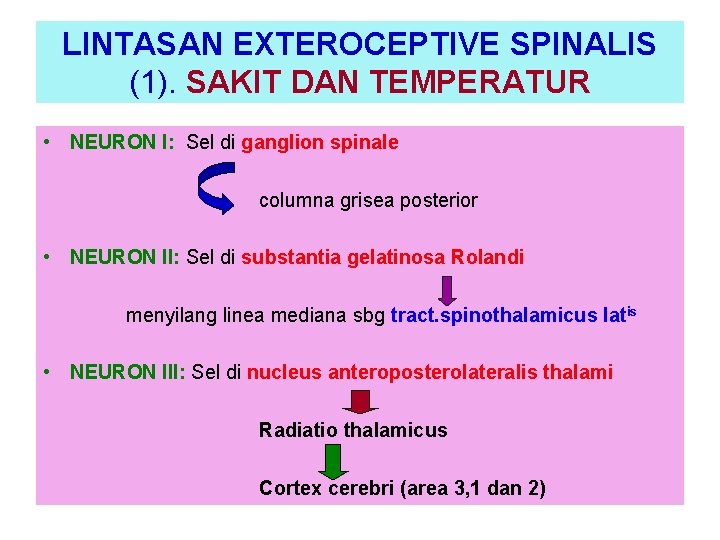 LINTASAN EXTEROCEPTIVE SPINALIS (1). SAKIT DAN TEMPERATUR • NEURON I: Sel di ganglion spinale