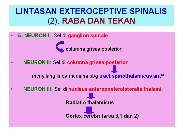 LINTASAN EXTEROCEPTIVE SPINALIS (2). RABA DAN TEKAN • A. NEURON I: Sel di ganglion