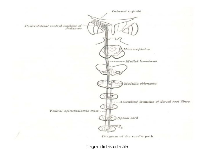 Diagram lintasan tactile 