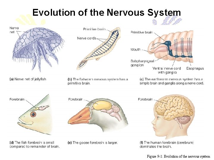 Evolution of the Nervous System Figure 9 -1: Evolution of the nervous system 