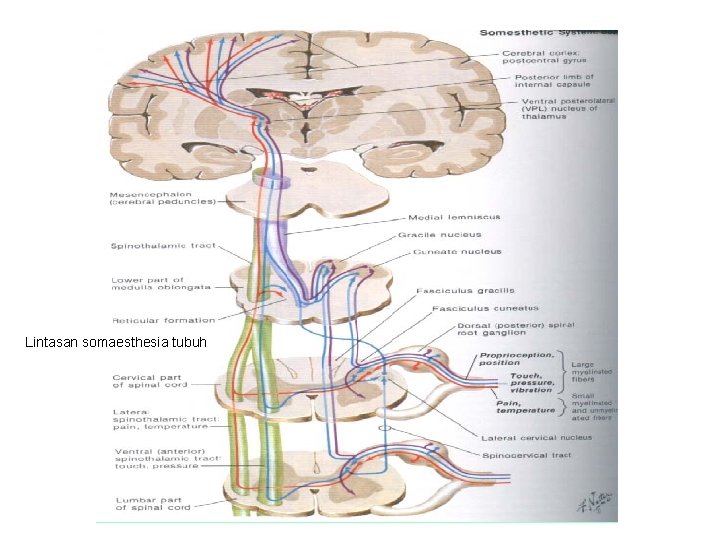 Lintasan somaesthesia tubuh 