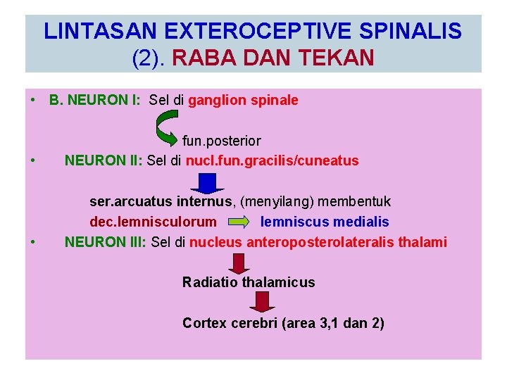 LINTASAN EXTEROCEPTIVE SPINALIS (2). RABA DAN TEKAN • B. NEURON I: Sel di ganglion