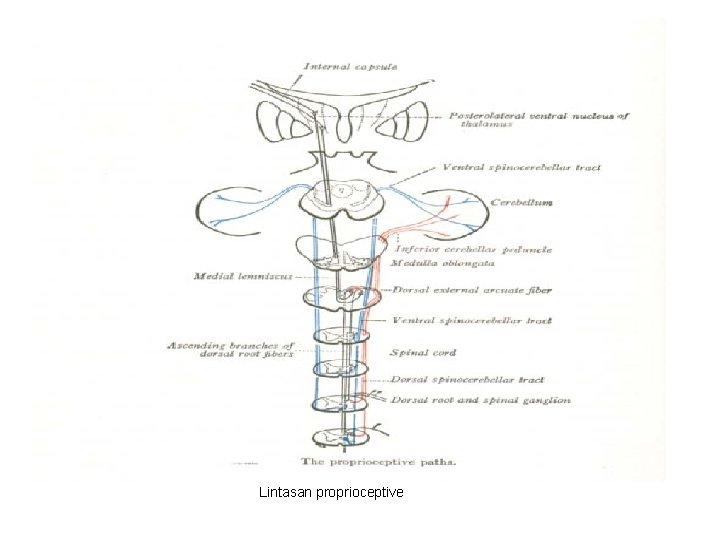 Lintasan proprioceptive 