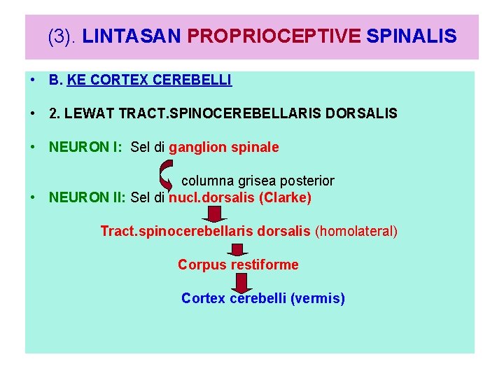 (3). LINTASAN PROPRIOCEPTIVE SPINALIS • B. KE CORTEX CEREBELLI • 2. LEWAT TRACT. SPINOCEREBELLARIS