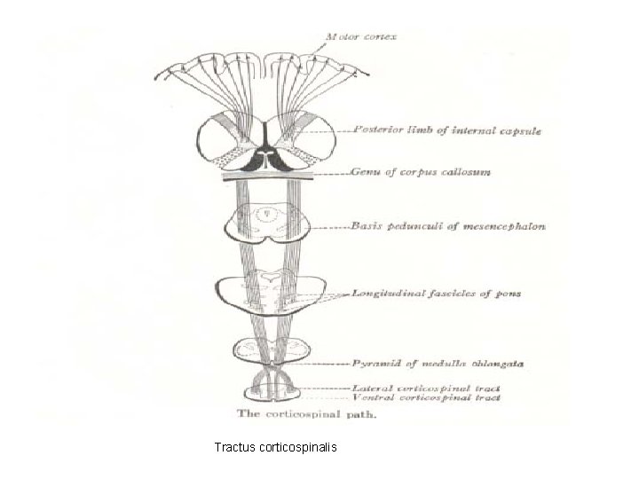 Tractus corticospinalis 