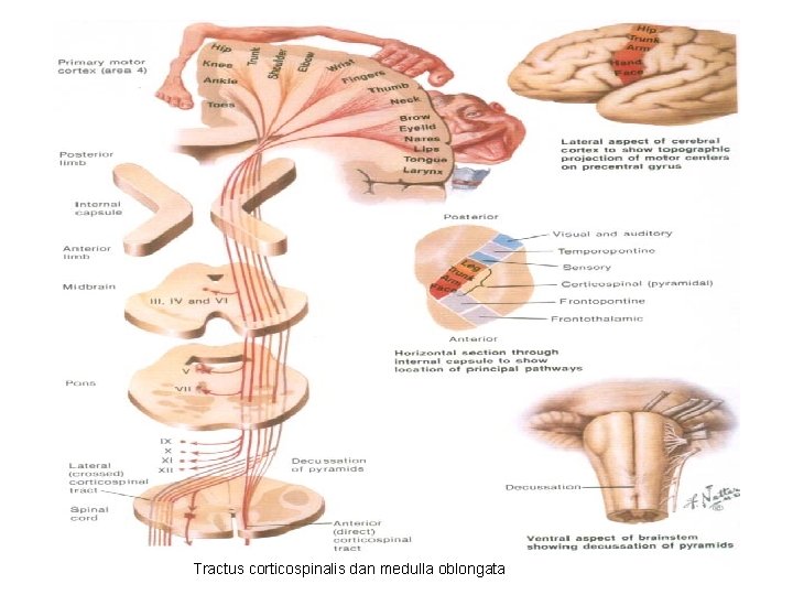 Tractus corticospinalis dan medulla oblongata 