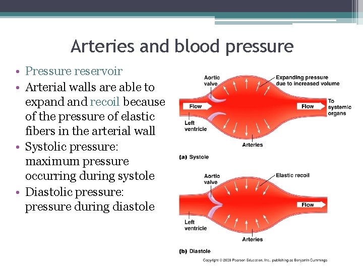 Arteries and blood pressure • Pressure reservoir • Arterial walls are able to expand