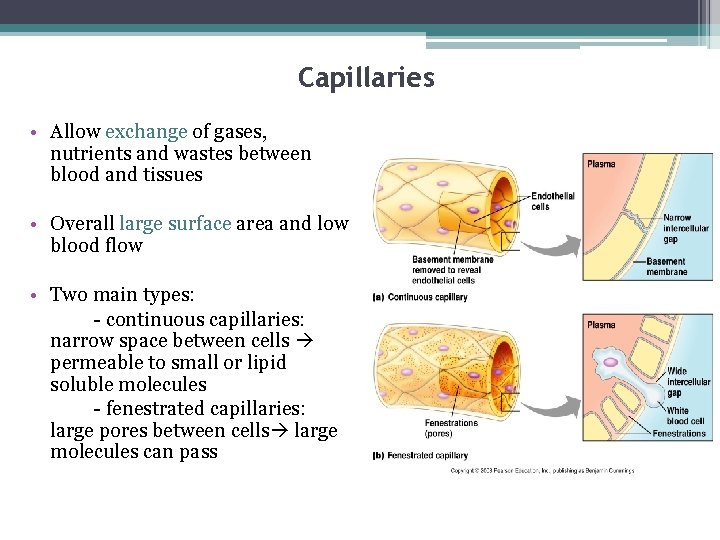 Capillaries • Allow exchange of gases, nutrients and wastes between blood and tissues •
