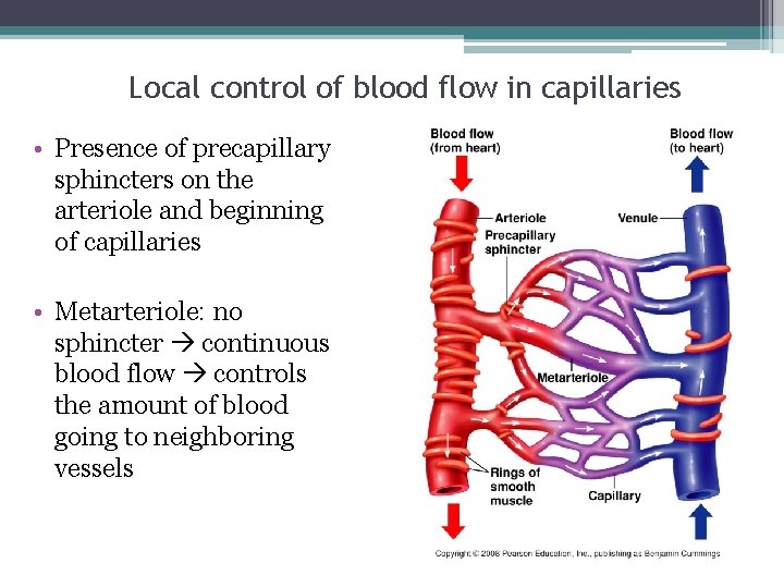Local control of blood flow in capillaries • Presence of precapillary sphincters on the
