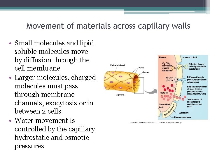 Movement of materials across capillary walls • Small molecules and lipid soluble molecules move