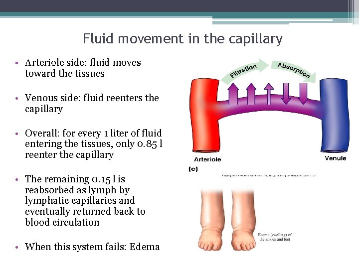 Fluid movement in the capillary • Arteriole side: fluid moves toward the tissues •