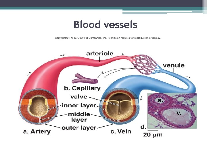 Blood vessels 