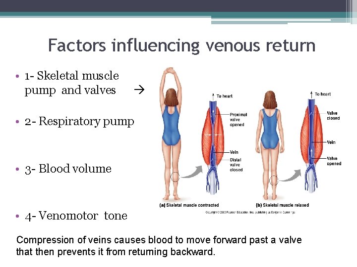Factors influencing venous return • 1 - Skeletal muscle pump and valves • 2