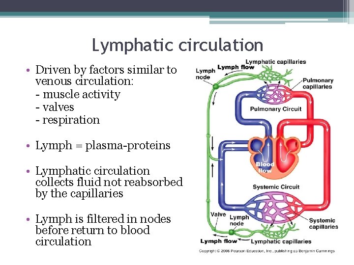 Lymphatic circulation • Driven by factors similar to venous circulation: - muscle activity -