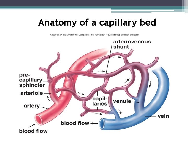 Anatomy of a capillary bed 