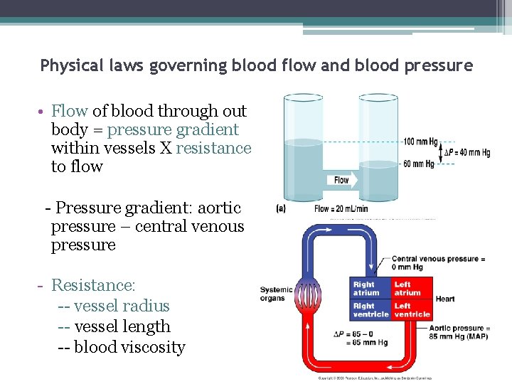 Physical laws governing blood flow and blood pressure • Flow of blood through out