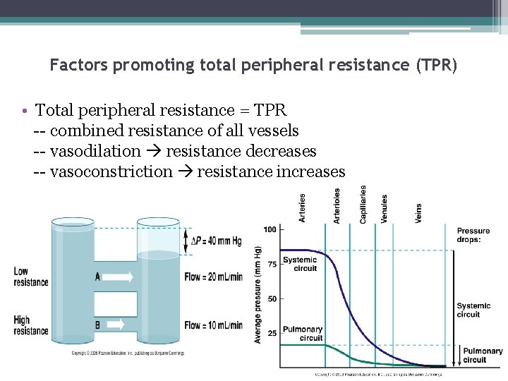Factors promoting total peripheral resistance (TPR) • Total peripheral resistance = TPR -- combined