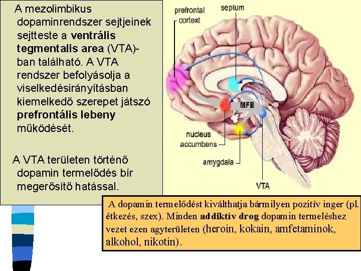 A mezolimbikus dopaminrendszer sejtjeinek sejtteste a ventrális tegmentalis area (VTA)ban található. A VTA rendszer