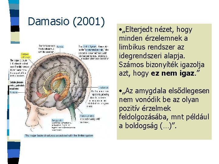 Damasio (2001) • „Elterjedt nézet, hogy minden érzelemnek a limbikus rendszer az idegrendszeri alapja.
