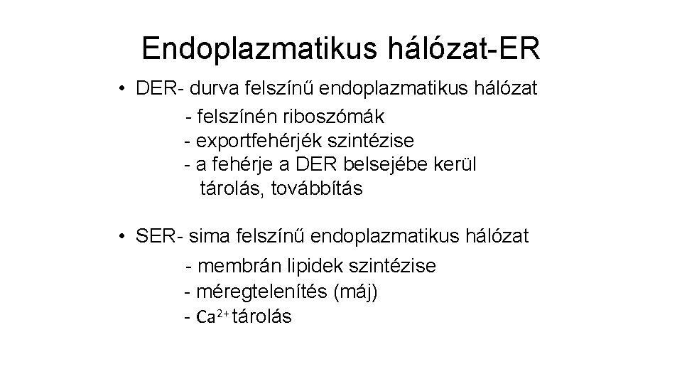 Endoplazmatikus hálózat-ER • DER- durva felszínű endoplazmatikus hálózat - felszínén riboszómák - exportfehérjék szintézise