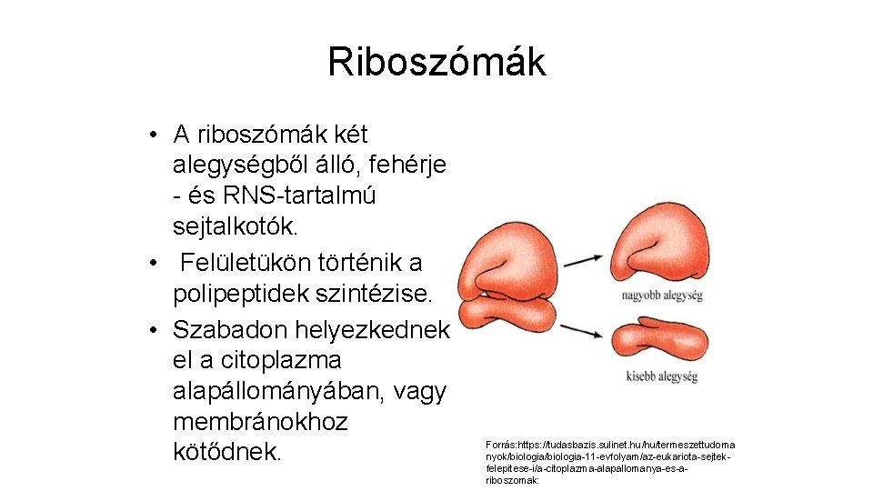 Riboszómák • A riboszómák két alegységből álló, fehérje - és RNS-tartalmú sejtalkotók. • Felületükön