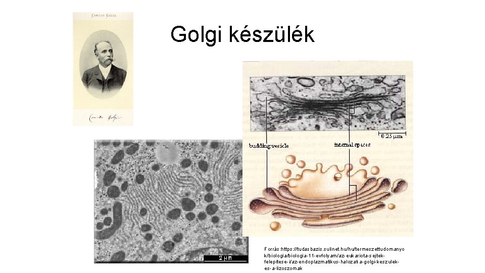 Golgi készülék Forrás: https: //tudasbazis. sulinet. hu/hu/termeszettudomanyo k/biologia-11 -evfolyam/az-eukariota-sejtekfelepitese-i/az-endoplazmatikus-halozat-a-golgi-keszulekes-a-lizoszomak 