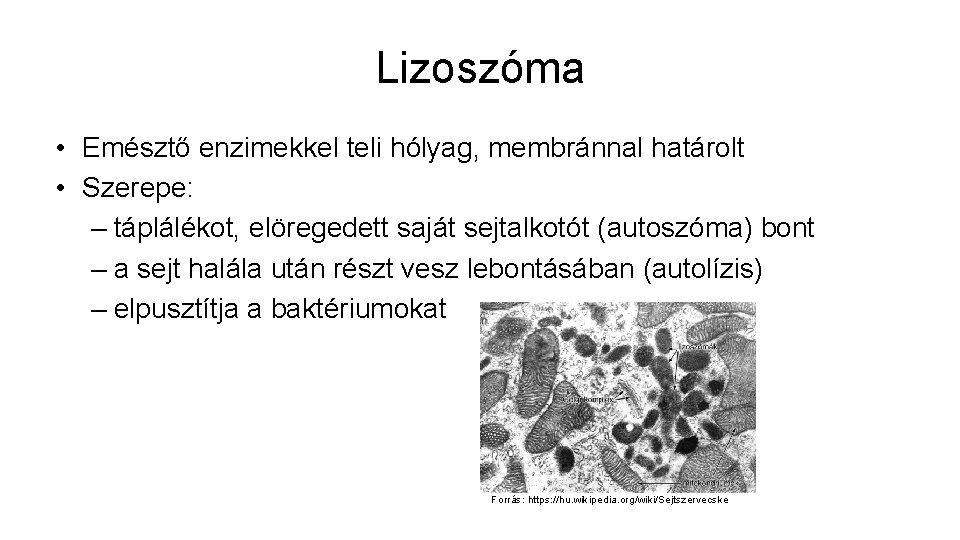 Lizoszóma • Emésztő enzimekkel teli hólyag, membránnal határolt • Szerepe: – táplálékot, elöregedett saját