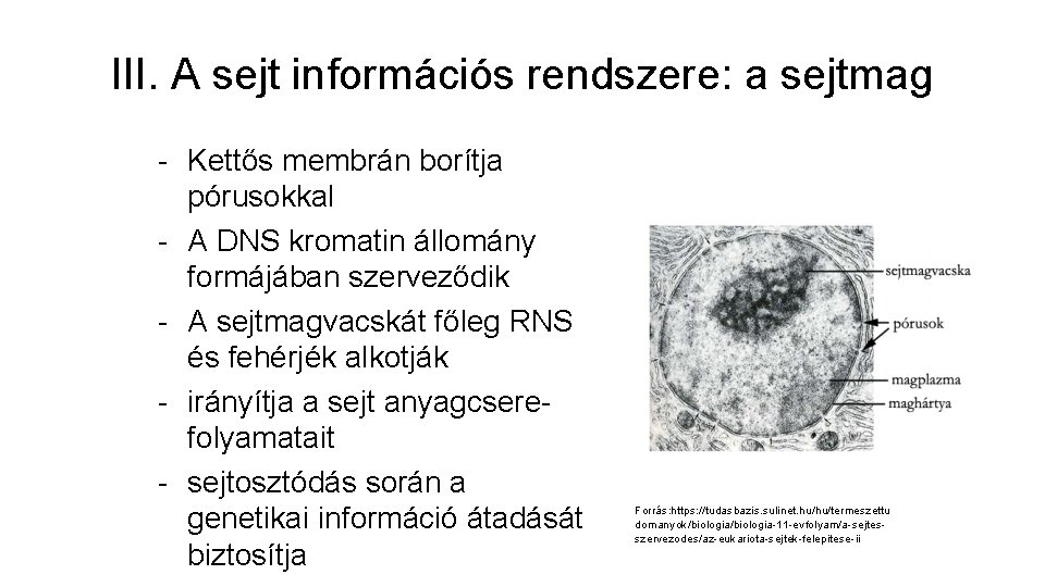 III. A sejt információs rendszere: a sejtmag - Kettős membrán borítja pórusokkal - A