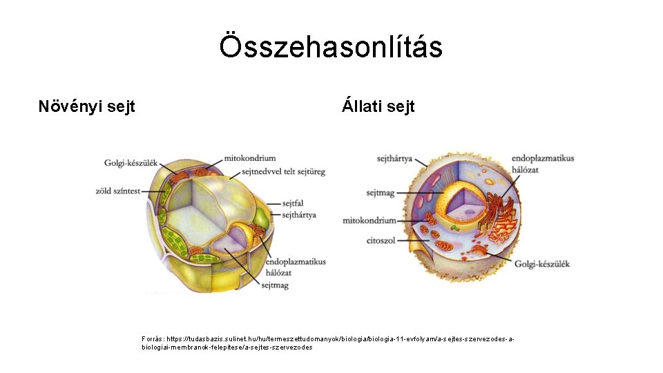 Összehasonlítás Növényi sejt Állati sejt Forrás: https: //tudasbazis. sulinet. hu/hu/termeszettudomanyok/biologia-11 -evfolyam/a-sejtes-szervezodes-abiologiai-membranok-felepitese/a-sejtes-szervezodes 