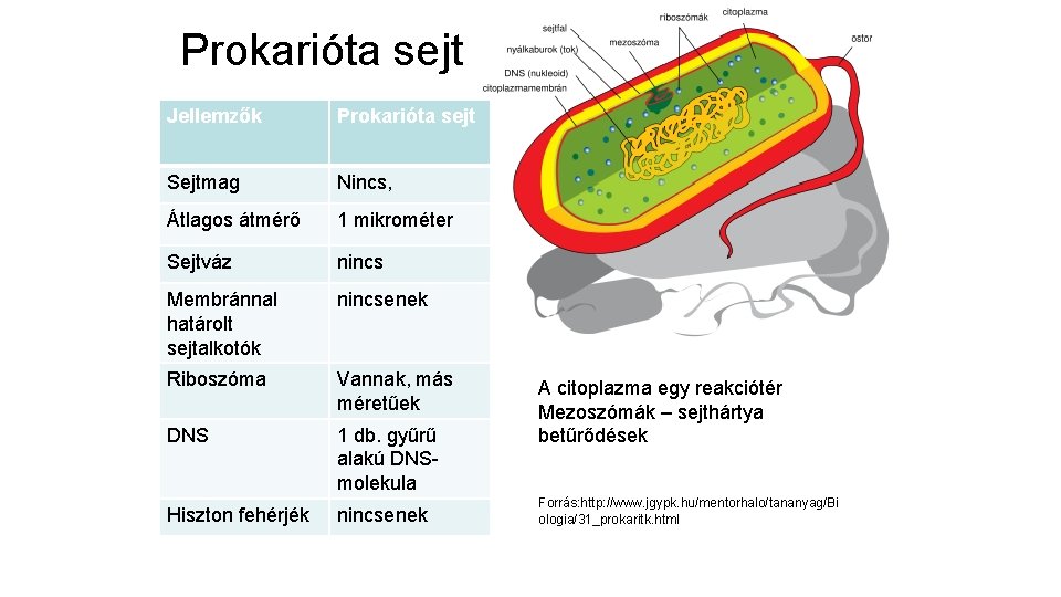 Prokarióta sejt Jellemzők Prokarióta sejt Sejtmag Nincs, Átlagos átmérő 1 mikrométer Sejtváz nincs Membránnal