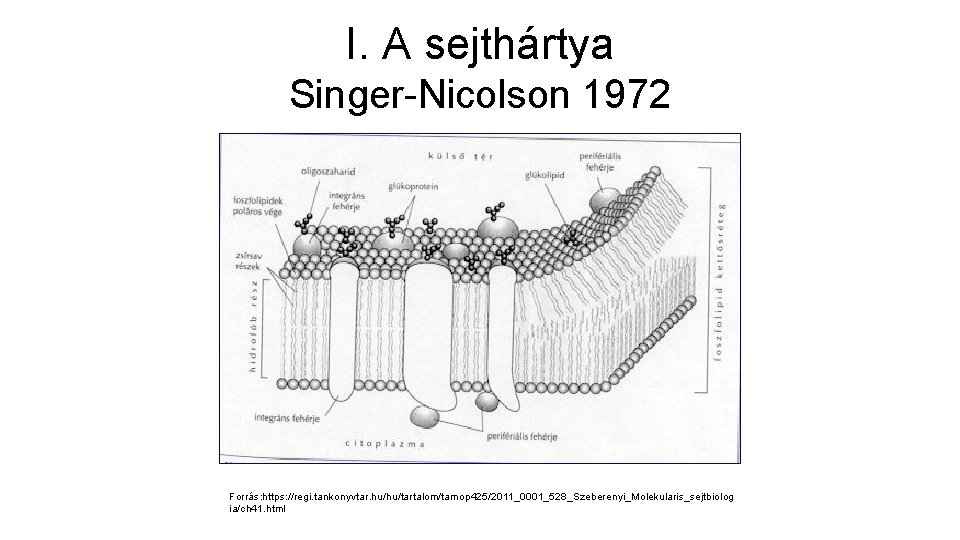 I. A sejthártya Singer-Nicolson 1972 Forrás: https: //regi. tankonyvtar. hu/hu/tartalom/tamop 425/2011_0001_528_Szeberenyi_Molekularis_sejtbiolog ia/ch 41. html