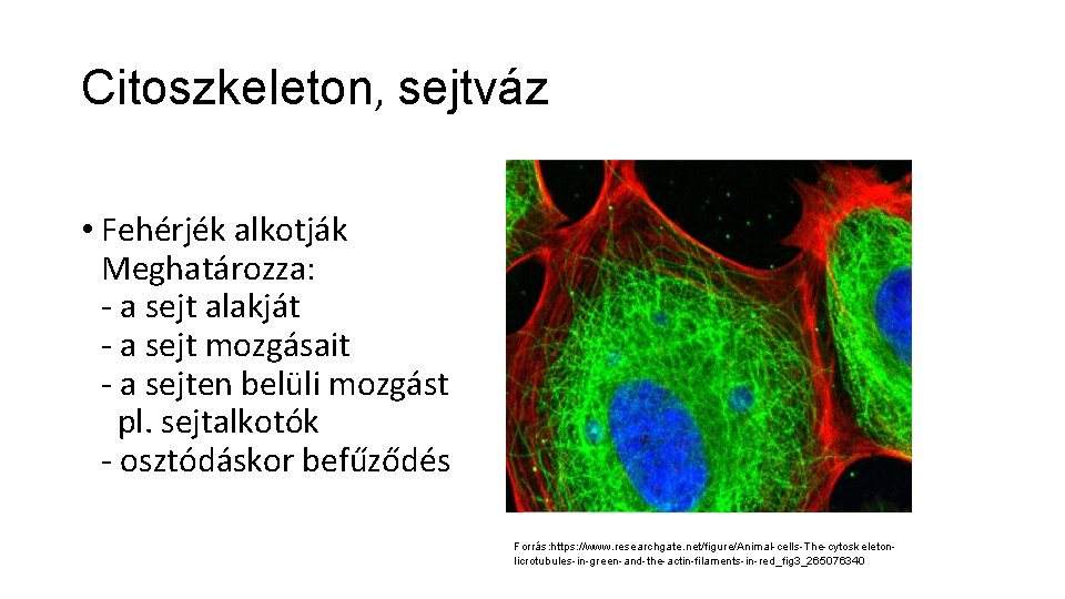 Citoszkeleton, sejtváz • Fehérjék alkotják Meghatározza: - a sejt alakját - a sejt mozgásait