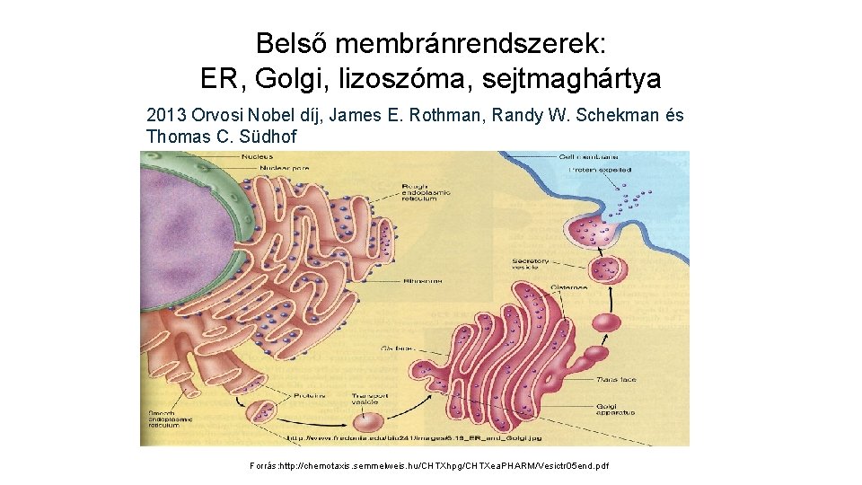 Belső membránrendszerek: ER, Golgi, lizoszóma, sejtmaghártya 2013 Orvosi Nobel díj, James E. Rothman, Randy